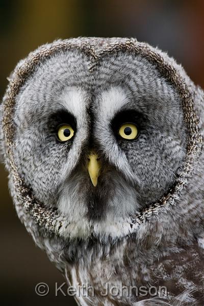 Great Grey Owl.jpg